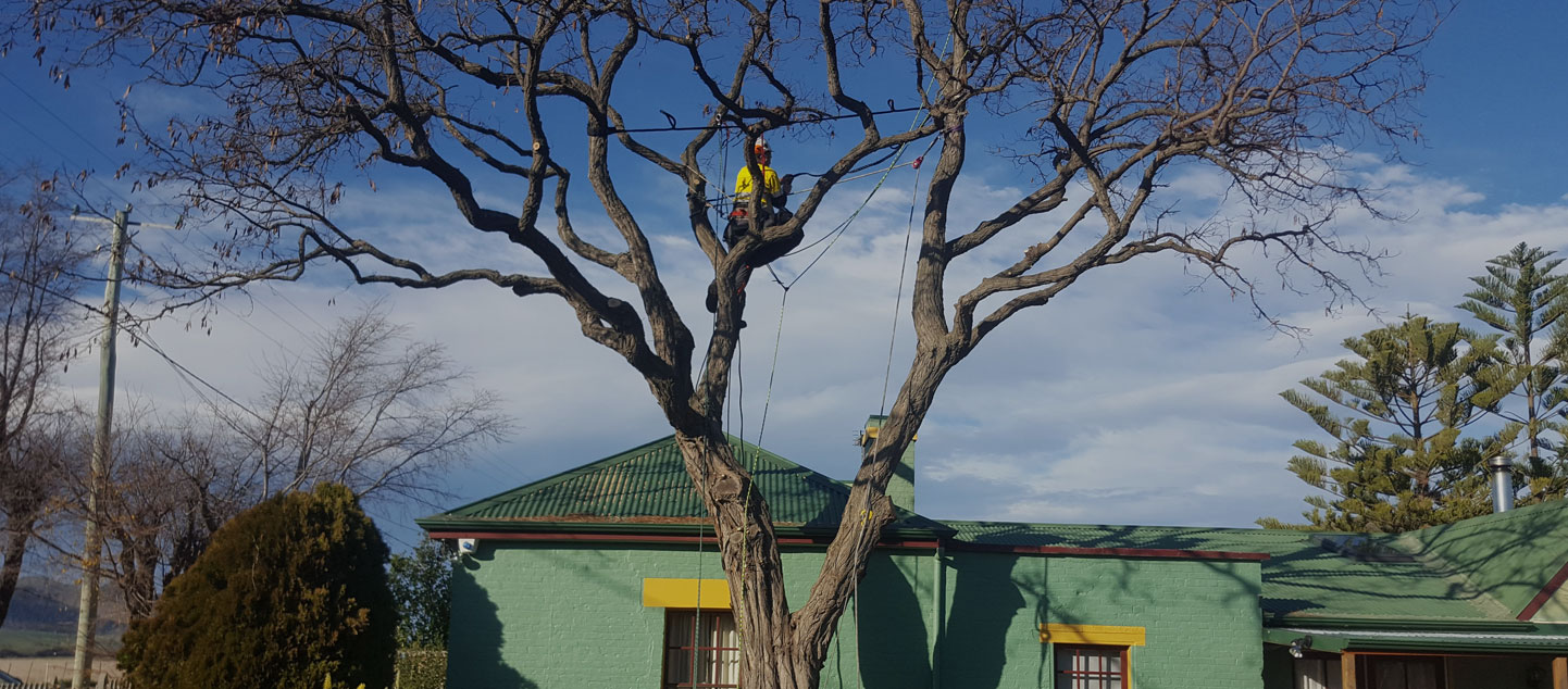 Affordable Tree Removal Hobart | Stump Removal Hobart | Tree Pruning ...
