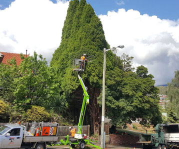 residential-powerline-clearing