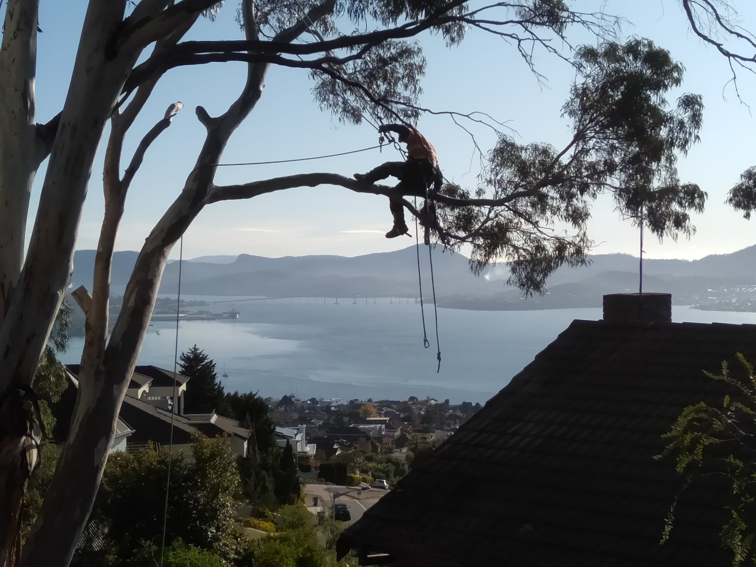 tree-pruning-hobart