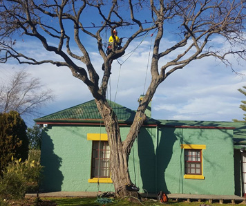 tree-lopping