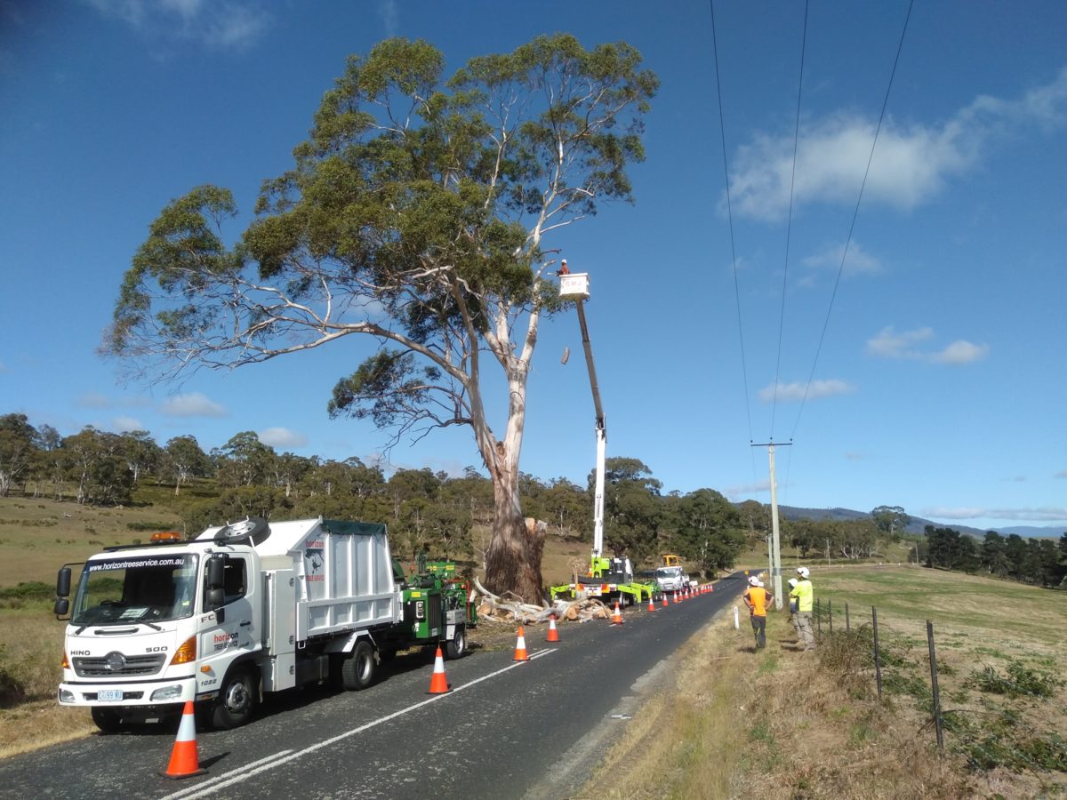 Tree Branch Removal Hobart & Surrounds Horizon Tree Service