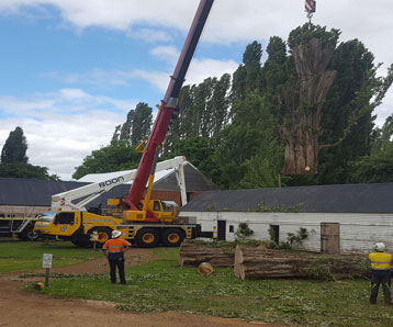 removing-big-tree