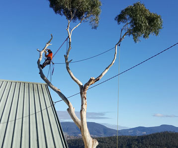 tree-remover