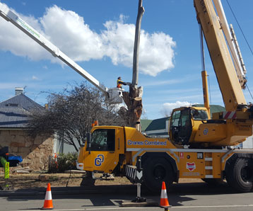 machine-removing-tree