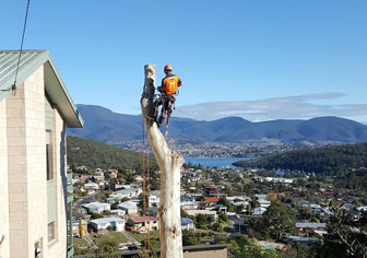 tree-services-hobart