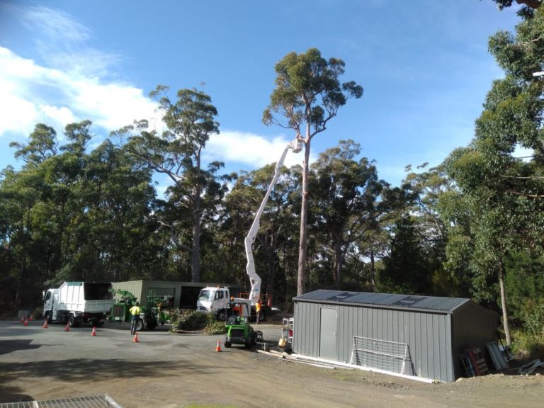 Tree Arborist Hobart Tree Service and Removal Horizon Tree Service