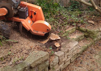 tree-stump-removal