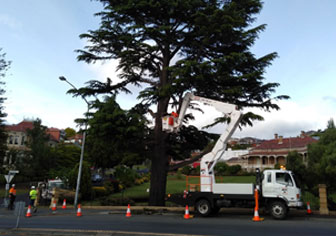 tree-removal-equipment