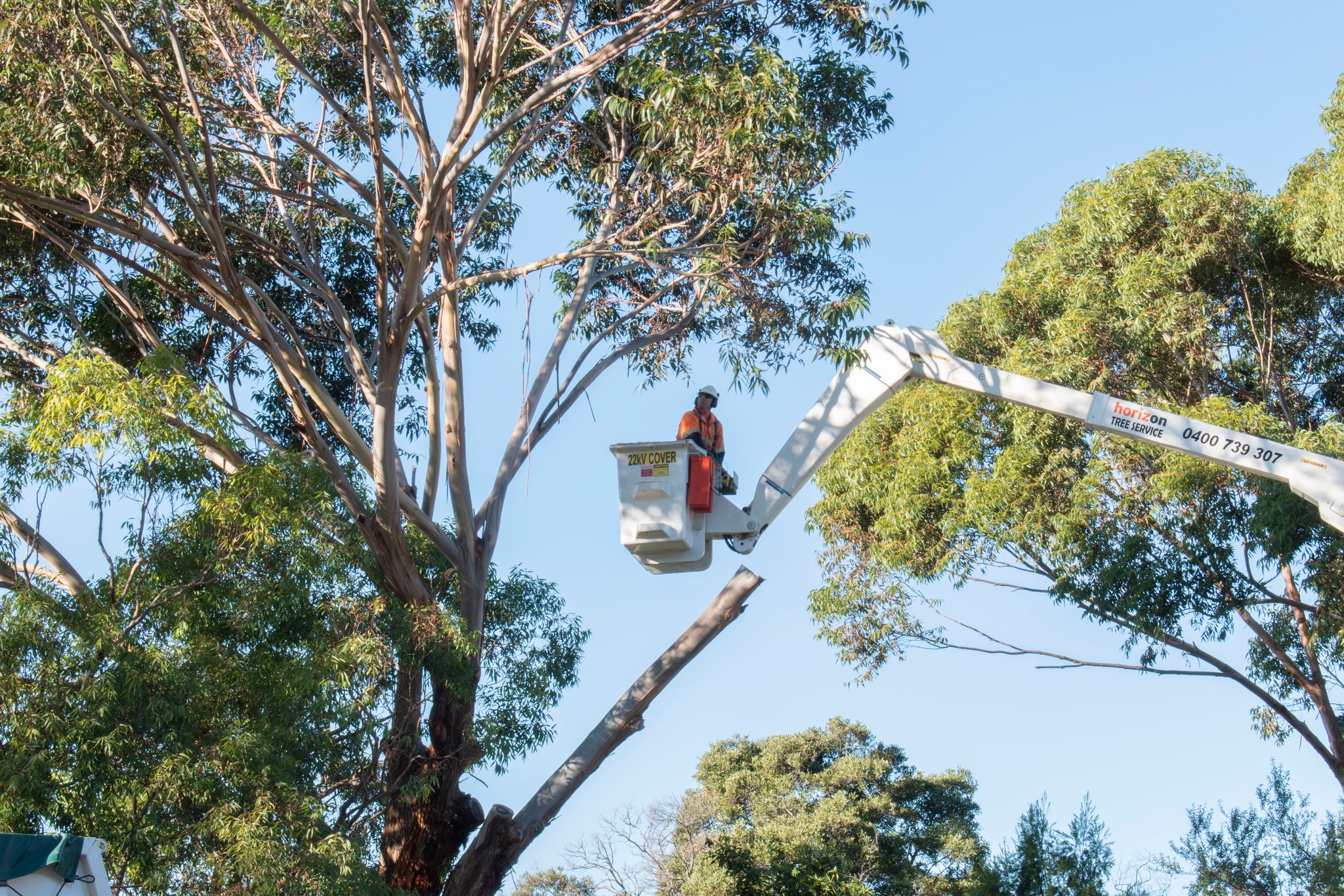 tree removal hobart