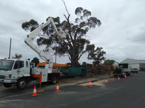 Tree Removal Hobart