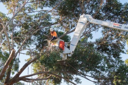 Tree Removal Hobart