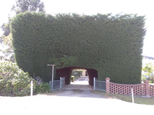Hedge Trimming