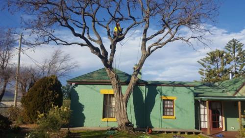 Tree Cable  Bracing
