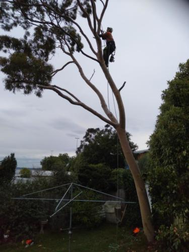 Tree Pruning