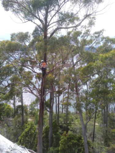Tree Pruning