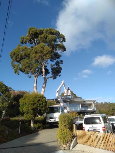 Tree Pruning