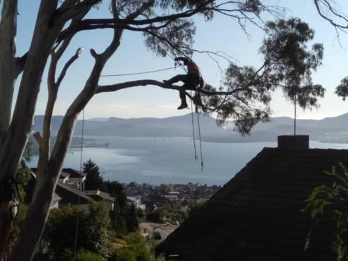 Tree Removal Hobart