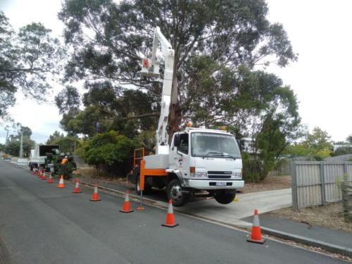 Tree Removal Hobart
