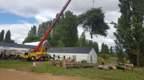 Tree Removal Hobart