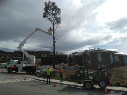 Tree Removal Hobart