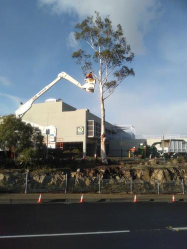 Tree Removal Hobart
