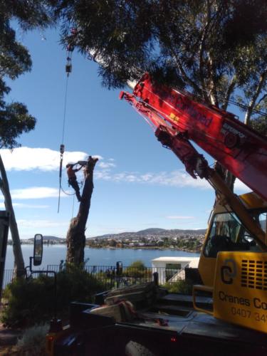 Tree Removal Hobart