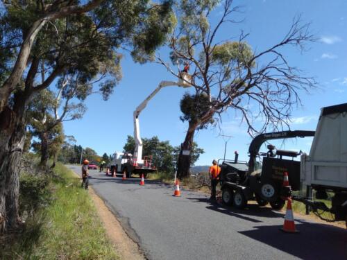Tree Removal Hobart