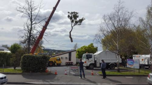 Tree Removals