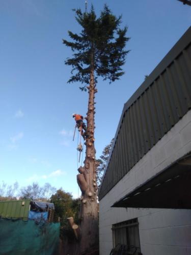 Tree Removal Hobart