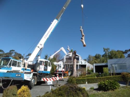 Tree Removal Hobart