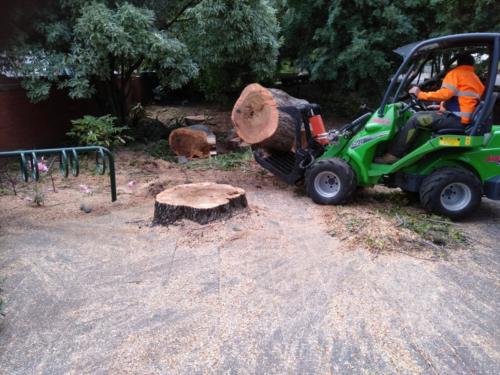 Tree Removal Hobart
